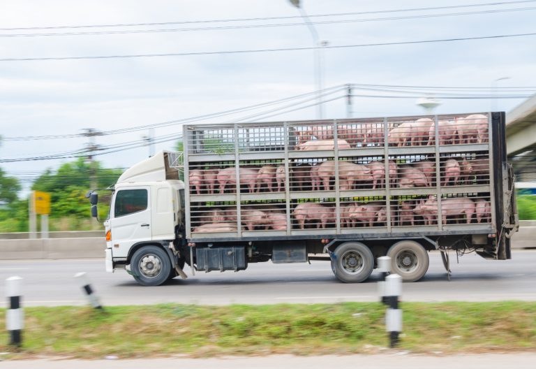 Blog 10 Saiba tudo sobre o transporte de carga viva, para assegurar segurança e bem-estar aos animais durante todo o trajeto.